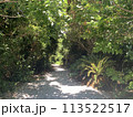 沖縄の砂利道　木陰 113522517