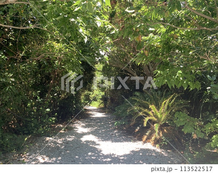 沖縄の砂利道　木陰 113522517