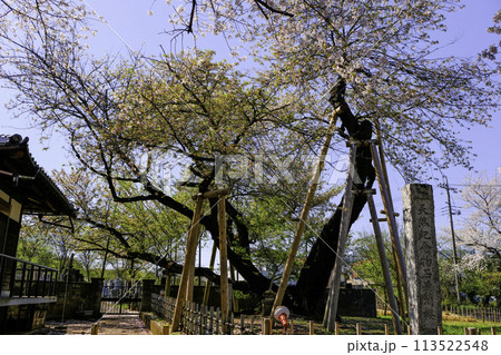 石戸樺桜1 113522548