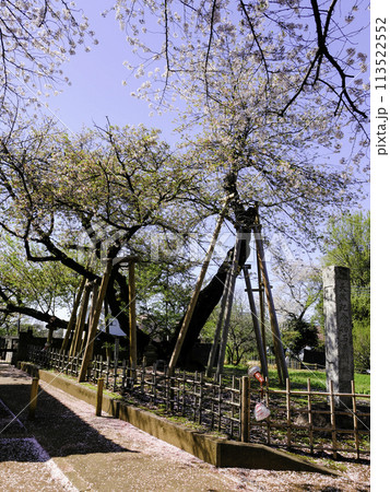 石戸樺桜(縦) 石戸樺桜(縦) 113522552