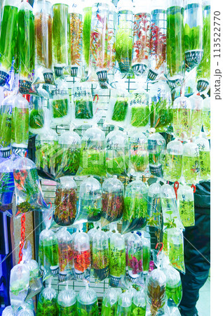 熱帯魚屋で販売されている大量の藻 113522770