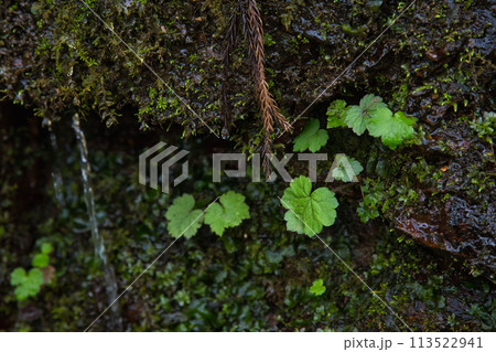 早春のかずら橋 早春のかずら橋 113522941