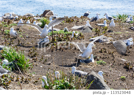 ウミネコの大繁殖地 113523048