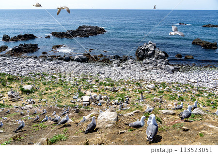 天売島の海岸で見たウミネコのコロニー 113523051