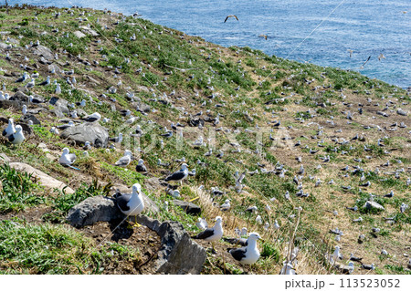 天売島のウミネコが集まる海岸 天売島のウミネコが集まる海岸 113523052