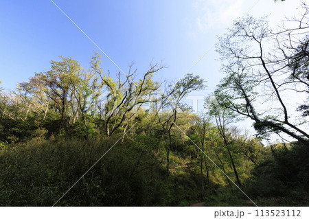 湿原のある風景(春) 湿原のある風景(春) 113523112