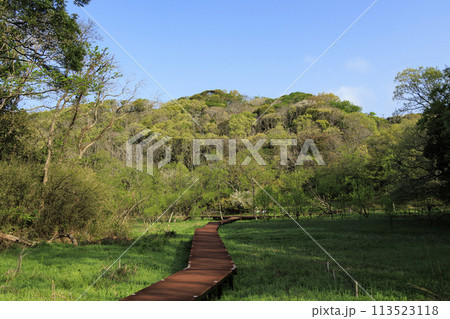 湿原のある風景（春） 113523118