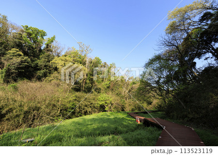 湿原のある風景(春) 湿原のある風景(春) 113523119