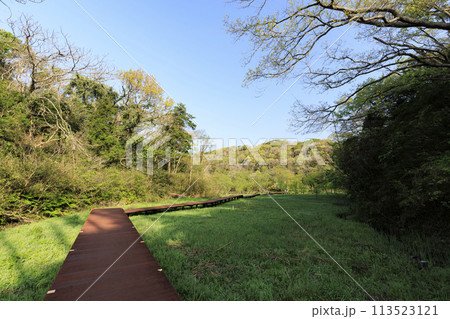 湿原のある風景（春） 113523121