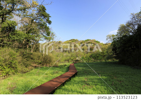 湿原のある風景(春) 湿原のある風景(春) 113523123