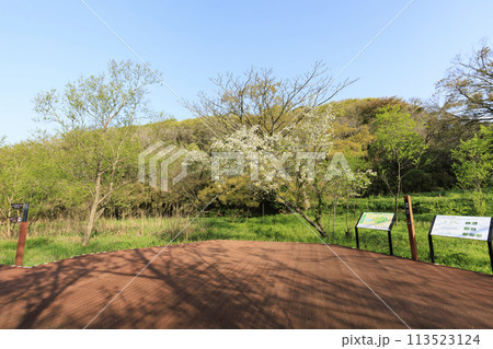 湿原のある風景(春) 湿原のある風景(春) 113523124