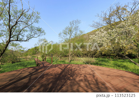 湿原のある風景（春） 113523125