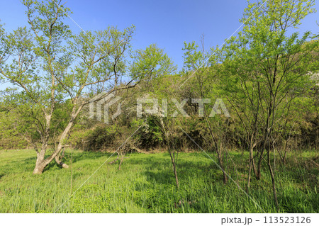 湿原のある風景（春） 113523126