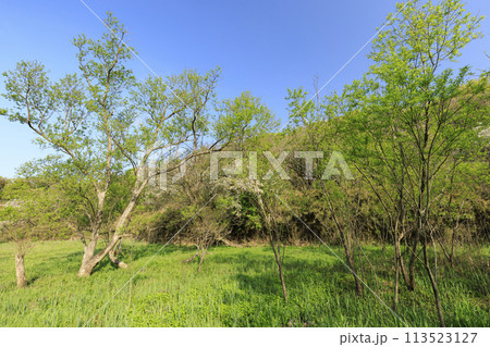 湿原のある風景(春) 湿原のある風景(春) 113523127