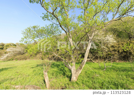 湿原のある風景（春） 113523128