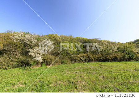 湿原のある風景(春) 湿原のある風景(春) 113523130