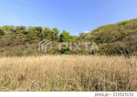 湿原のある風景（春） 113523132