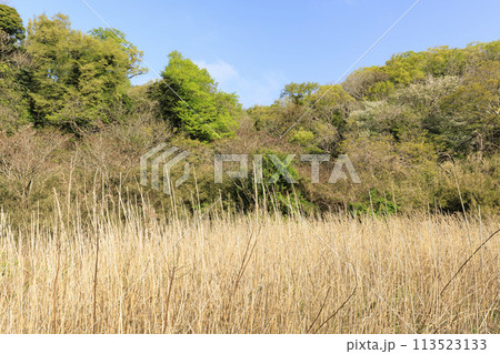 湿原のある風景（春） 113523133