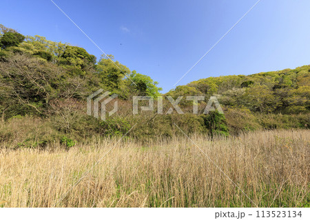 湿原のある風景(春) 湿原のある風景(春) 113523134