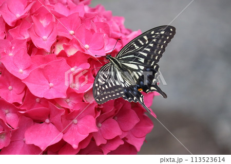 アジサイの花にとまるアゲハチョウ 113523614