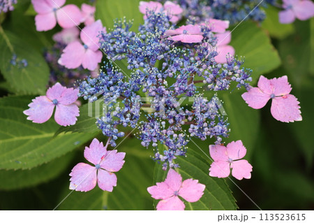 星空をちりばめたような額咲き紫陽花の花ー弐 星空をちりばめたような額咲き紫陽花の花ー弐 113523615