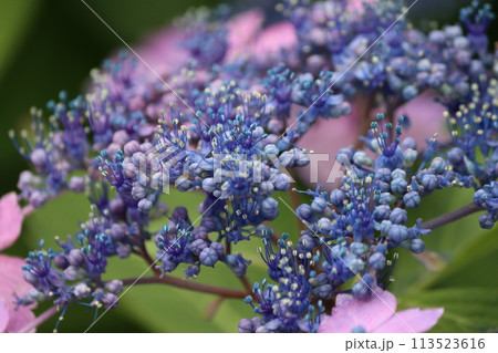 星空をちりばめたような額咲き紫陽花の花ー壱 星空をちりばめたような額咲き紫陽花の花ー壱 113523616