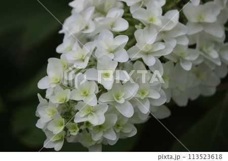 円錐形の細長い形をしたアジサイの花ー拾 円錐形の細長い形をしたアジサイの花ー拾 113523618