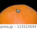 【柑橘】豊王【マクロ写真】 113523694