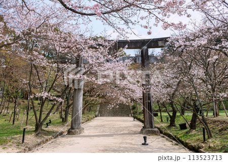 sakura at torii gate of Homangu Kamado shrine, Fukuoka 113523713