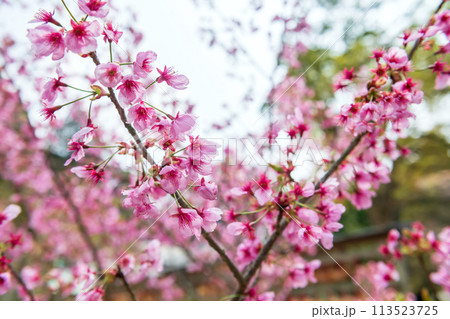 pink sakura blossom of cherry tree at Homangu Kamado shrine pink sakura blossom of cherry tree at Homangu Kamado shrine 113523725