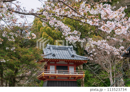 white sakura blossom at Dazaifu Tenmangu Shrine, Fukuoka white sakura blossom at Dazaifu Tenmangu Shrine, Fukuoka 113523734