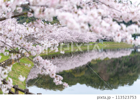 立岡自然公園の桜 ソメイヨシノ 立岡自然公園の桜 ソメイヨシノ 113523753