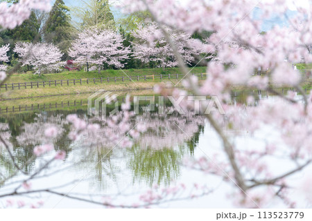 立岡自然公園の桜 ソメイヨシノ 立岡自然公園の桜 ソメイヨシノ 113523779