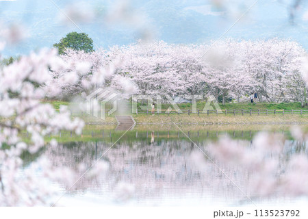 立岡自然公園の桜 ソメイヨシノ 立岡自然公園の桜 ソメイヨシノ 113523792