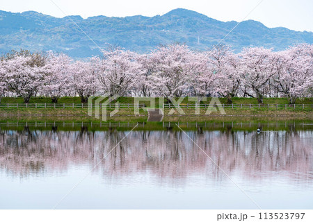 立岡自然公園の桜　ソメイヨシノ 113523797