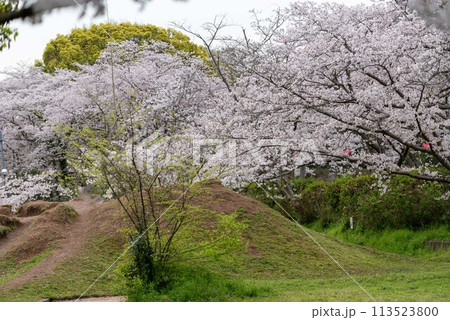 立岡自然公園の桜 ソメイヨシノ 立岡自然公園の桜 ソメイヨシノ 113523800