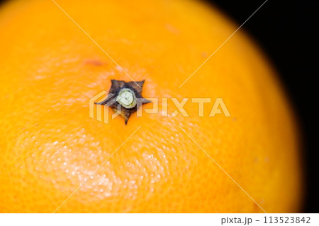 【柑橘】はるみ【マクロ写真】 【柑橘】はるみ【マクロ写真】 113523842