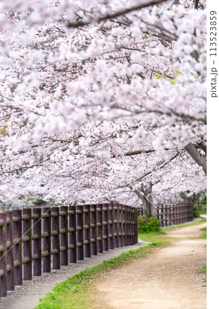 立岡自然公園の桜　ソメイヨシノ 113523859