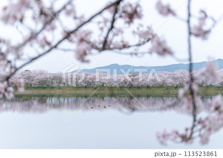 立岡自然公園の桜 ソメイヨシノ 立岡自然公園の桜 ソメイヨシノ 113523861