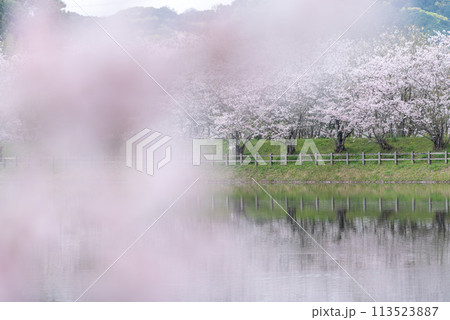 立岡自然公園の桜 ソメイヨシノ 立岡自然公園の桜 ソメイヨシノ 113523887