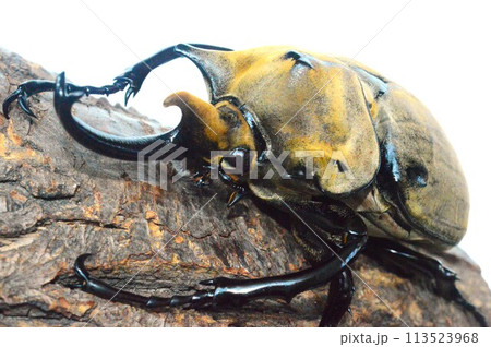 エレファスゾウカブトの樹木の上で　白背景 113523968