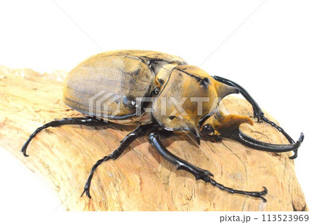 エレファスゾウカブトの樹木の上で　白背景 113523969