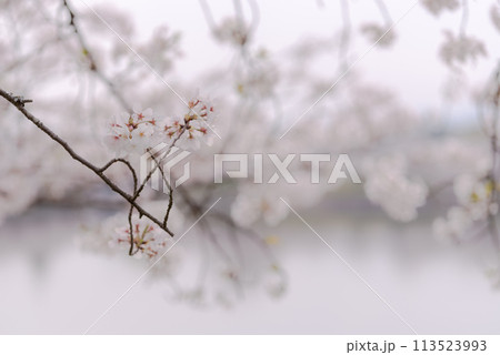 満開のソメイヨシノ　日本の桜 113523993