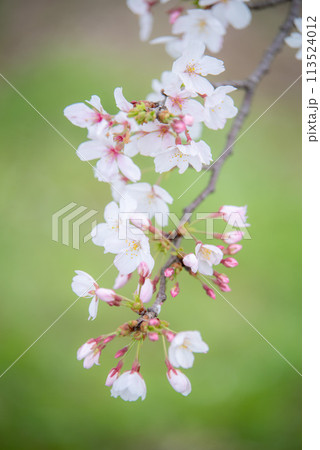 満開のソメイヨシノ　日本の桜 113524012