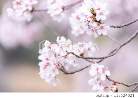 満開のソメイヨシノ　日本の桜 113524021