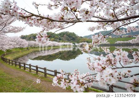 立岡自然公園の桜 ソメイヨシノ 立岡自然公園の桜 ソメイヨシノ 113524059