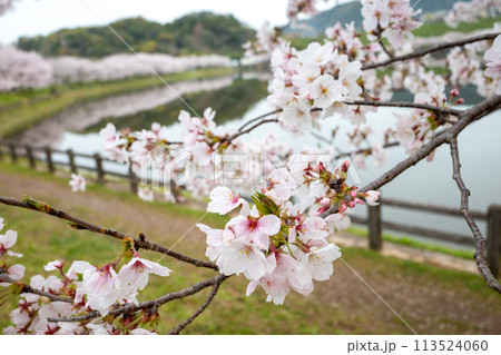 立岡自然公園の桜 ソメイヨシノ 立岡自然公園の桜 ソメイヨシノ 113524060