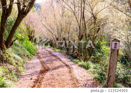 桜の花びらで埋まる道を行く朝の花見山公園　福島県 113524303