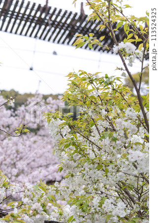 春の熊本県八代郡氷川町立神峡 春の熊本県八代郡氷川町立神峡 113524325