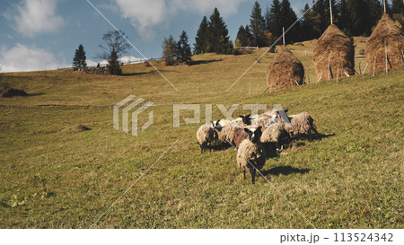 Farm animal eat grass at mountain pasture aerial. Rural nature landscape. Funny sheeps, lambs 113524342